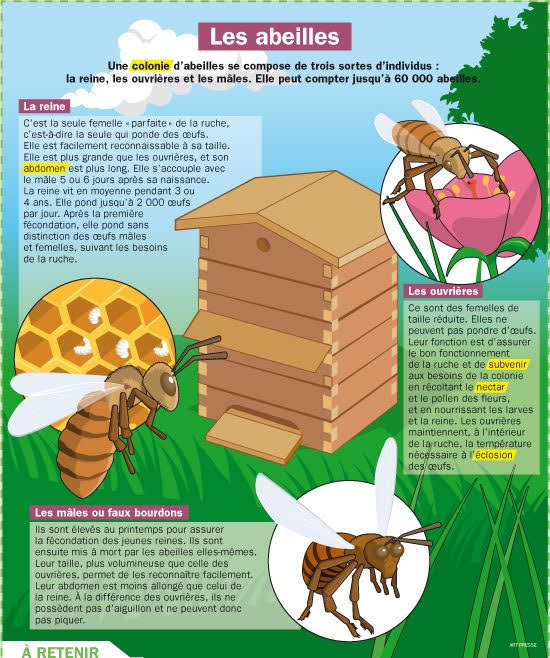Ruches urbaines : la fable des abeilles